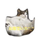 猫からのあいさつ（個別スタンプ：4）