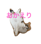 猫からのあいさつ（個別スタンプ：5）