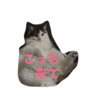 猫からのあいさつ（個別スタンプ：6）