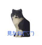 猫からのあいさつ（個別スタンプ：7）