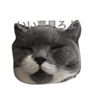 猫からのあいさつ（個別スタンプ：8）