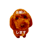 ドワーフトイプーチョコ（個別スタンプ：5）