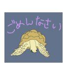 かめスタンプ（個別スタンプ：11）
