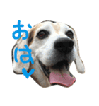 ビーグル犬ぷぅ太（個別スタンプ：1）