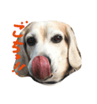 ビーグル犬ぷぅ太（個別スタンプ：4）