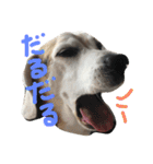 ビーグル犬ぷぅ太（個別スタンプ：6）