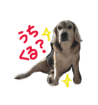 ビーグル犬ぷぅ太（個別スタンプ：7）