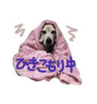 ビーグル犬ぷぅ太（個別スタンプ：8）