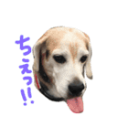 ビーグル犬ぷぅ太（個別スタンプ：9）