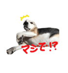 ビーグル犬ぷぅ太（個別スタンプ：10）