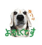 ビーグル犬ぷぅ太（個別スタンプ：12）