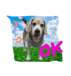 ビーグル犬ぷぅ太（個別スタンプ：13）