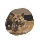 虎男（個別スタンプ：3）