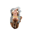 虎男（個別スタンプ：10）
