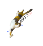 三毛猫ふくちゃん（個別スタンプ：1）