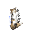 三毛猫ふくちゃん（個別スタンプ：2）