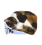 三毛猫ふくちゃん（個別スタンプ：4）