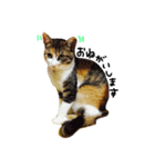 三毛猫ふくちゃん（個別スタンプ：6）