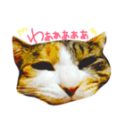 三毛猫ふくちゃん（個別スタンプ：7）