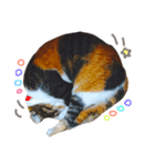 三毛猫ふくちゃん（個別スタンプ：8）