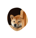 やる気なし犬（個別スタンプ：5）