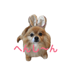 おぽめさん（個別スタンプ：1）