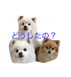 おぽめさん（個別スタンプ：10）
