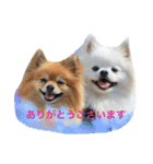 おぽめさん（個別スタンプ：11）