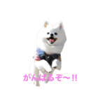 おぽめさん（個別スタンプ：12）