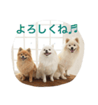 おぽめさん（個別スタンプ：14）