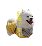 おぽめさん（個別スタンプ：24）