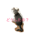 さくこて＆ちびーず（個別スタンプ：6）