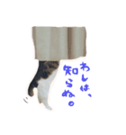 愛猫からのお言葉（個別スタンプ：5）