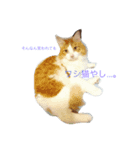 My COOL and CUTE CATS（個別スタンプ：1）