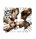 My COOL and CUTE CATS（個別スタンプ：4）