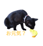 黒猫クロちゃん2（個別スタンプ：1）