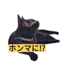 黒猫クロちゃん2（個別スタンプ：6）