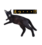 黒猫クロちゃん2（個別スタンプ：10）