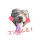 おとぼけピットブルのロイ（個別スタンプ：1）