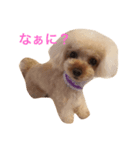 toy poodle  coo ＆ poco（個別スタンプ：1）