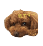 toy poodle  coo ＆ poco（個別スタンプ：2）