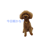 toy poodle  coo ＆ poco（個別スタンプ：3）