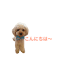 toy poodle  coo ＆ poco（個別スタンプ：4）