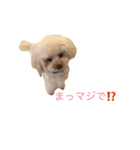 toy poodle  coo ＆ poco（個別スタンプ：5）