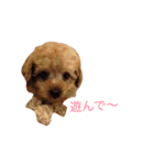 toy poodle  coo ＆ poco（個別スタンプ：7）