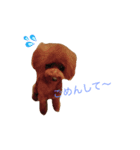 toy poodle  coo ＆ poco（個別スタンプ：8）