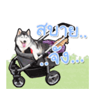 Yaris Husky Thailand（個別スタンプ：11）