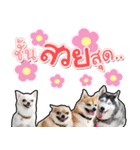 Yaris Husky Thailand（個別スタンプ：22）