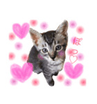 かわいい猫 ふぅ＆みぃ（個別スタンプ：2）