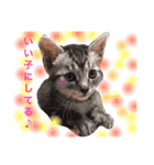 かわいい猫 ふぅ＆みぃ（個別スタンプ：3）